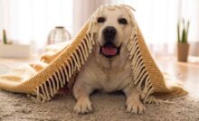 pulizie da fare con animale domestico